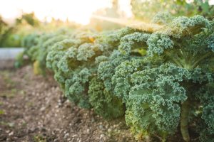 Read more about the article WHAT IS THE CONNECTION BETWEEN THE CLIMATE CRISIS – AND SORTING OF FRUITS AND VEGETABLES?