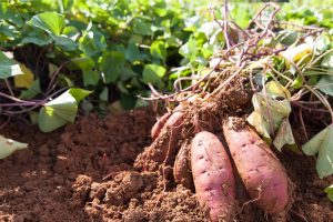 Read more about the article THE SMART AND GENTLE ROBOT THAT KNOWS HOW TO TREAT SWEET POTATOES